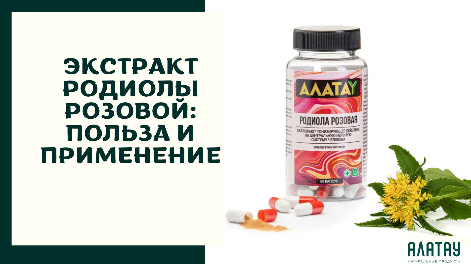 Экстракт родиолы розовой: польза и применение Экстракт родиолы розовой: польза и применение