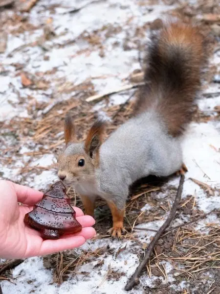 Мармелад сосновый с шишкой ЁЛОЧКА, 90гр Мармелад сосновый с шишкой ЁЛОЧКА, 90гр